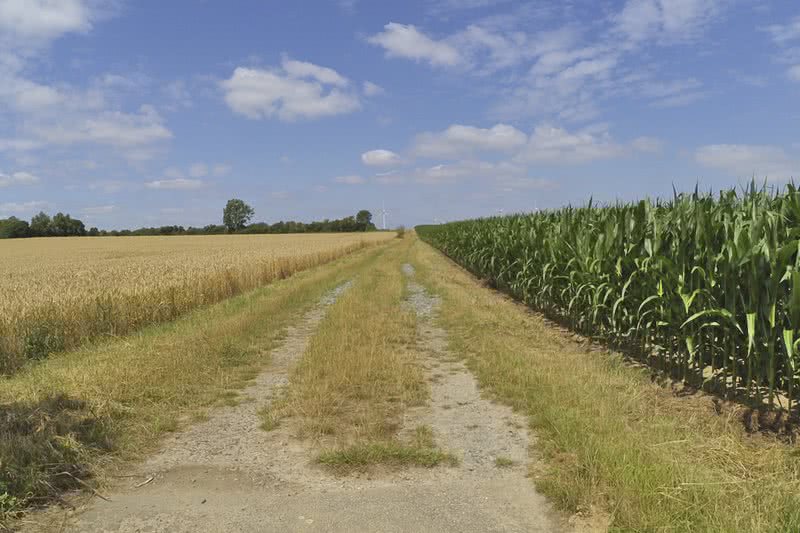 Mais- und Weizenfelder